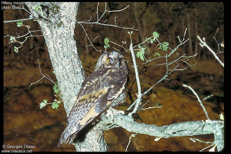 Long-eared Owl, identification