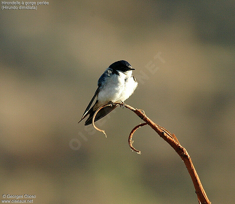 Pearl-breasted Swallow