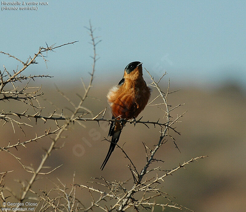 Hirondelle à ventre roux