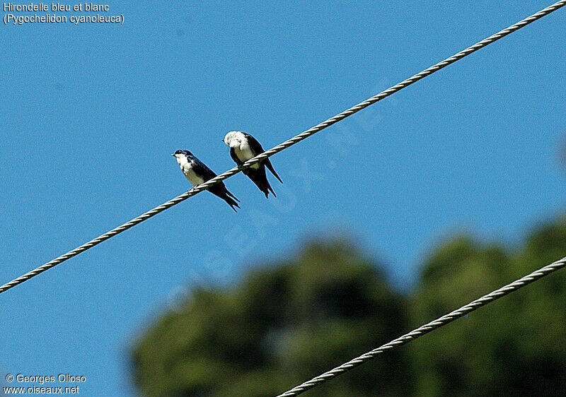 Blue-and-white Swallow