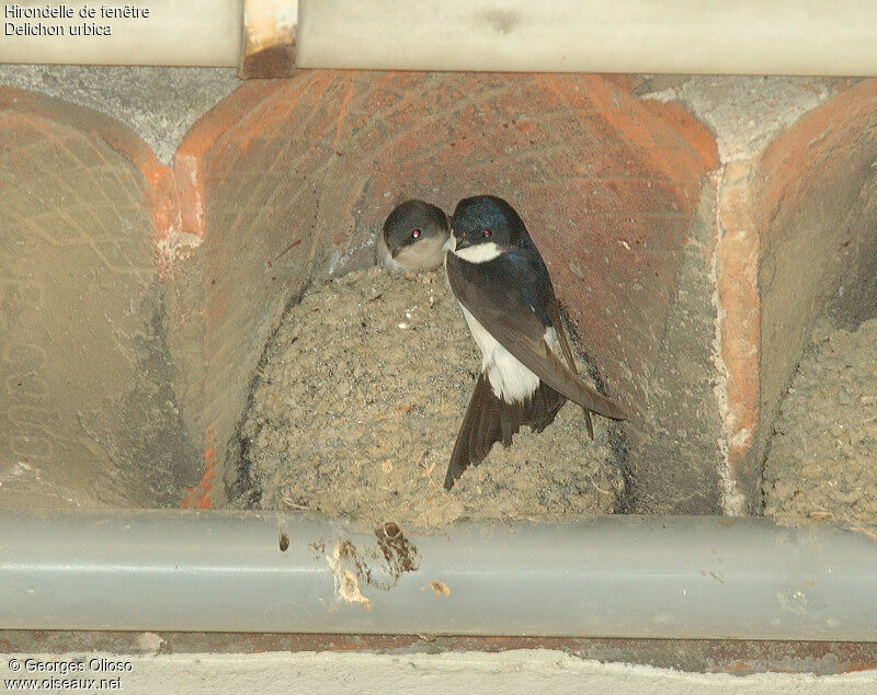 Western House Martinadult breeding