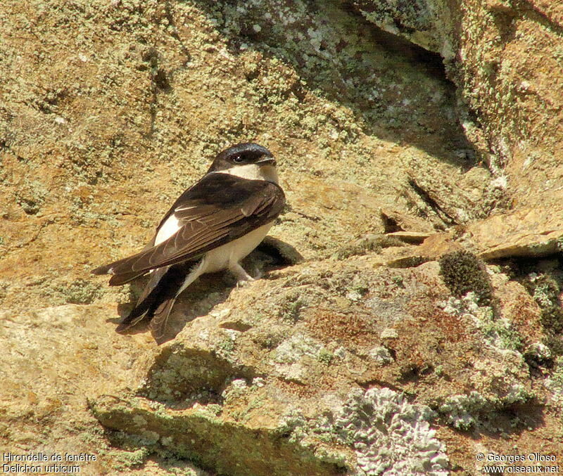 Western House Martinadult breeding, identification, Behaviour