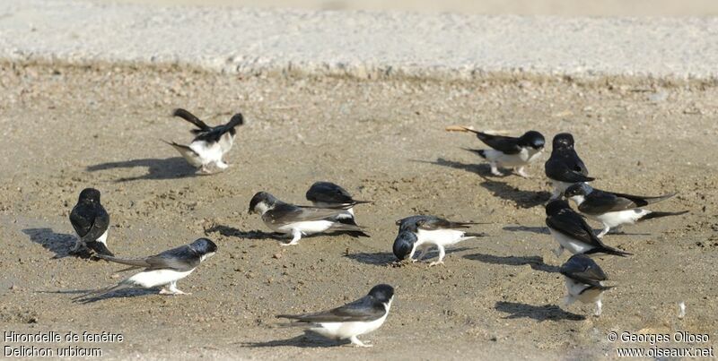 Western House Martinadult breeding, identification, Reproduction-nesting