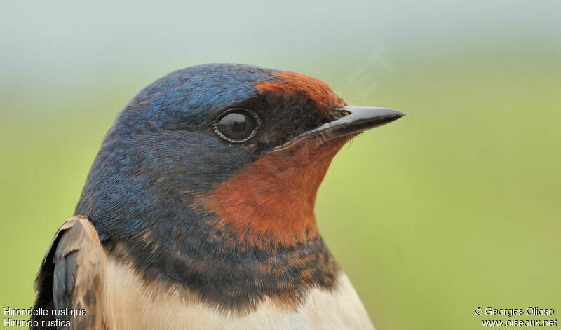 Barn Swallow male adult breeding, identification