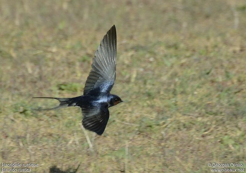 Barn Swallow male adult breeding, Flight