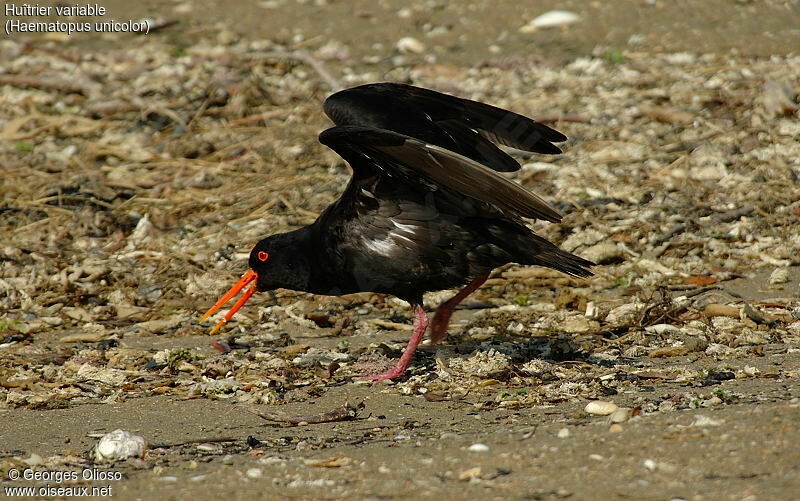 Variable Oystercatcher