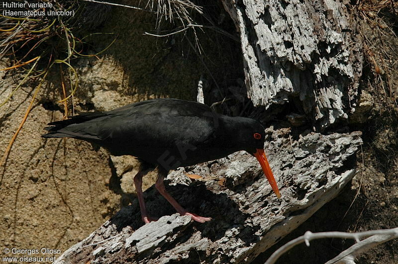 Variable Oystercatcher