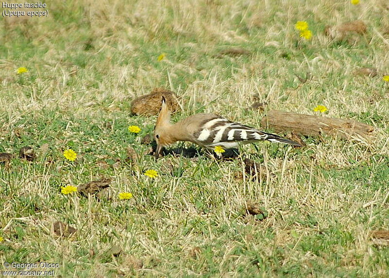 Eurasian Hoopoe