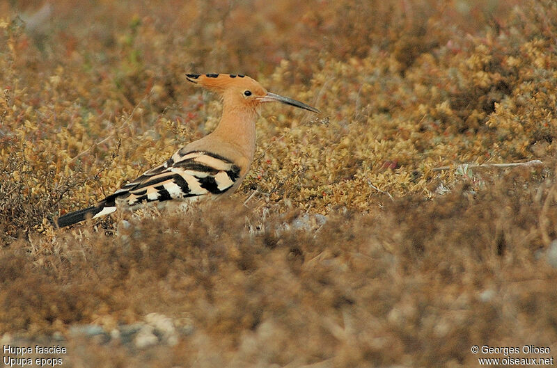 Huppe fasciéeadulte nuptial