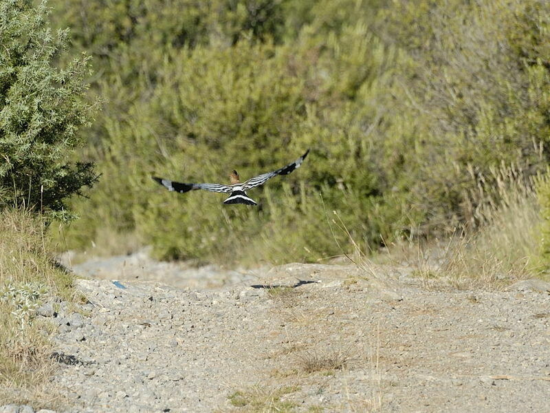 Eurasian Hoopoe