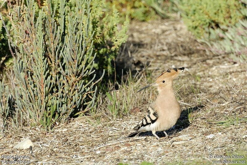 Huppe fasciée, identification