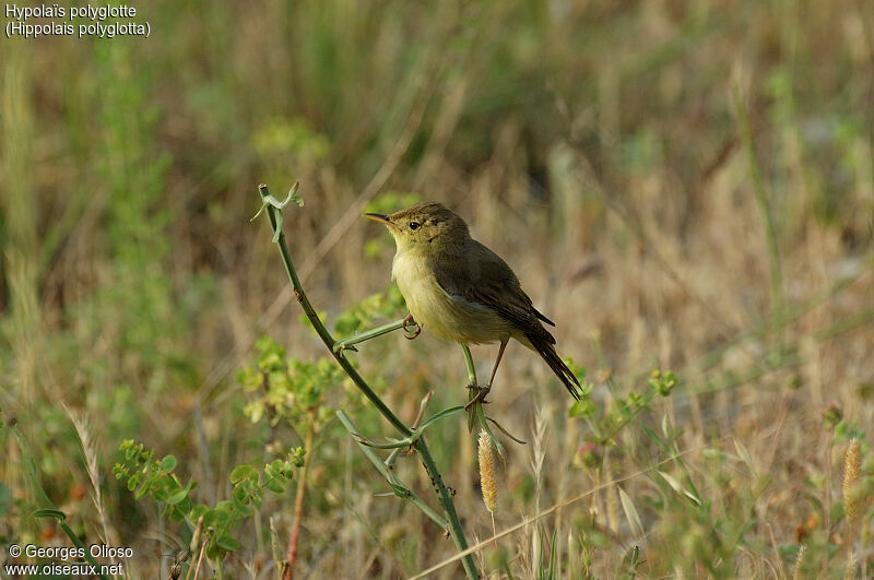 Melodious Warbler