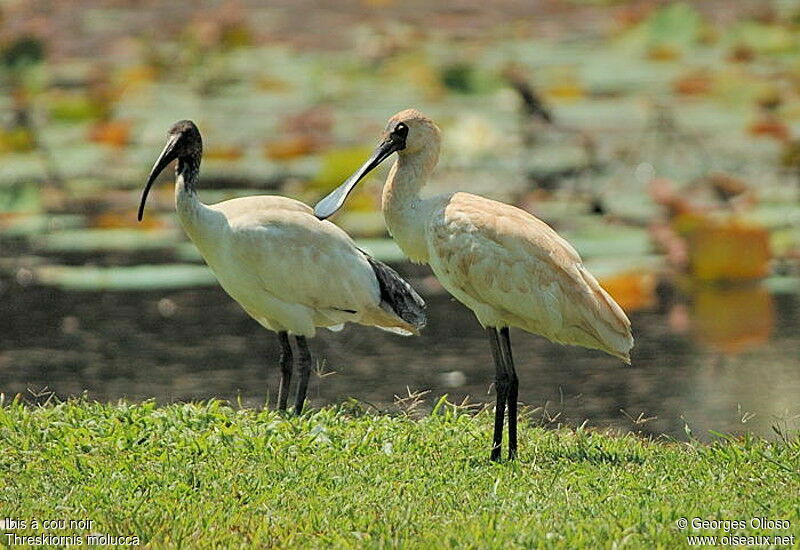 Ibis à cou noiradulte