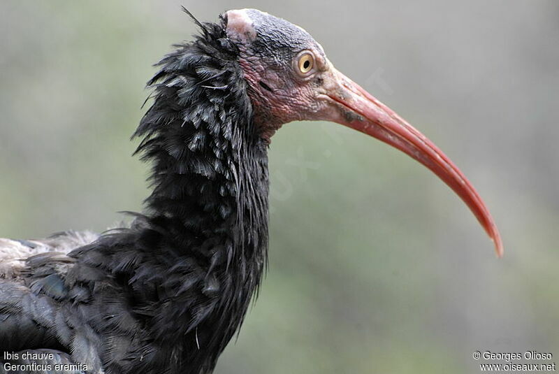 Ibis chauveadulte, identification