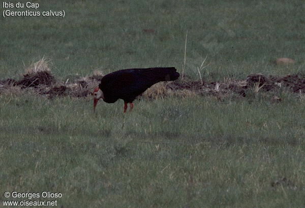 Southern Bald Ibis