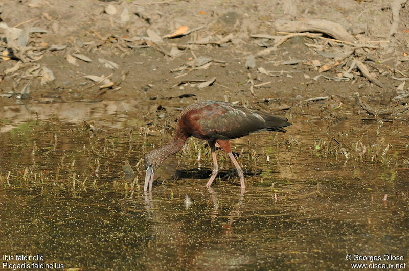 Ibis falcinelleadulte nuptial