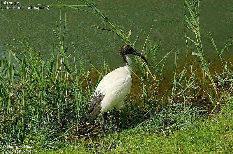 African Sacred Ibis