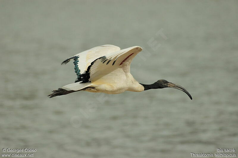 Ibis sacré