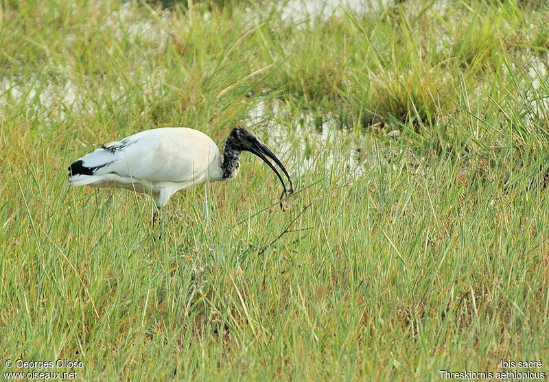 Ibis sacréimmature