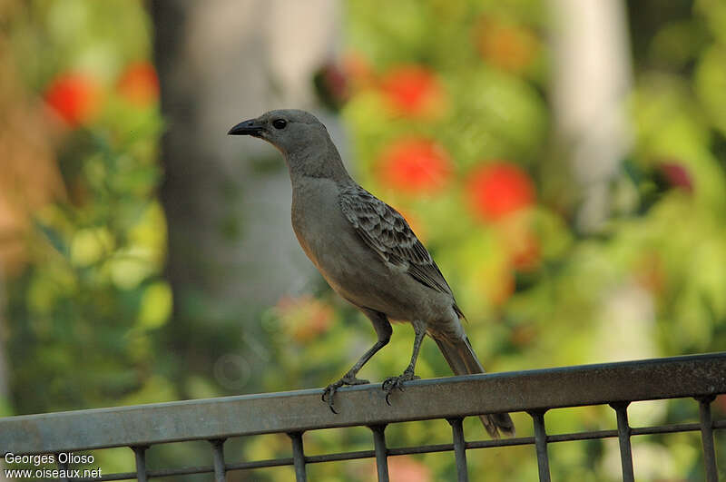 Great Bowerbird male adult breeding, Behaviour