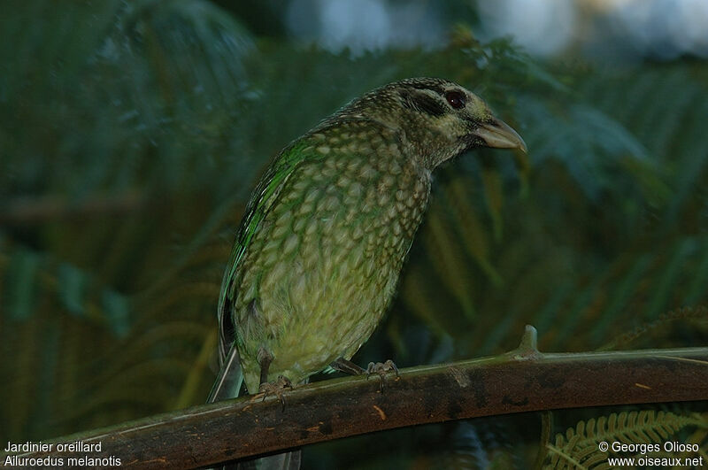 Black-eared Catbirdadult breeding