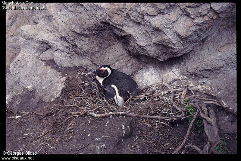 African Penguin