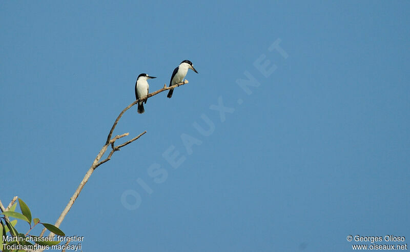 Forest Kingfisher adult breeding