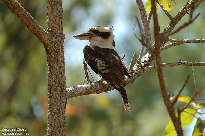 Laughing Kookaburraadult, identification