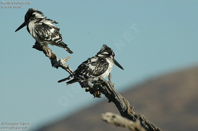 Pied Kingfisher