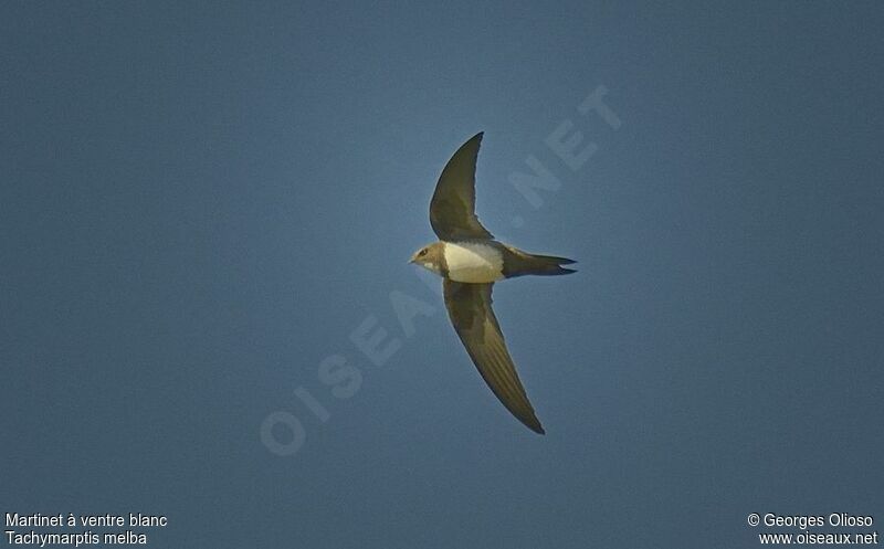 Alpine Swiftadult breeding, Flight