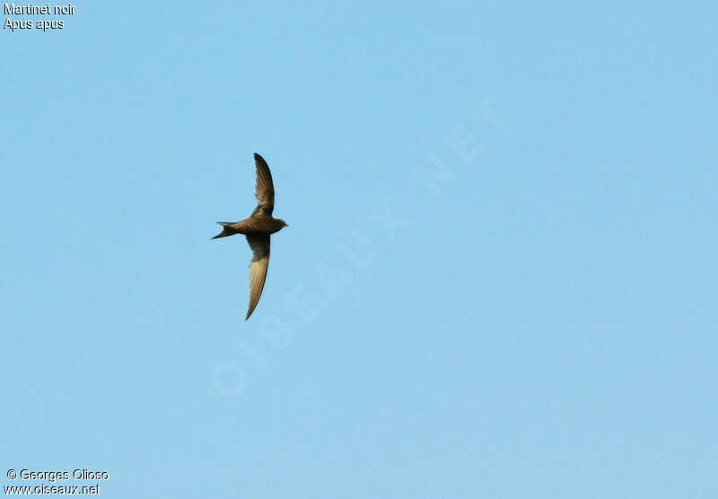 Common Swiftadult