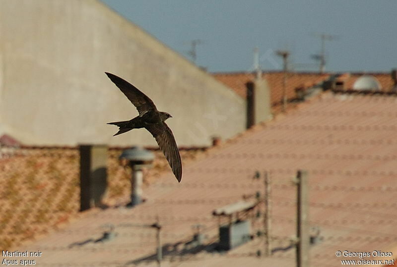 Common Swiftadult breeding