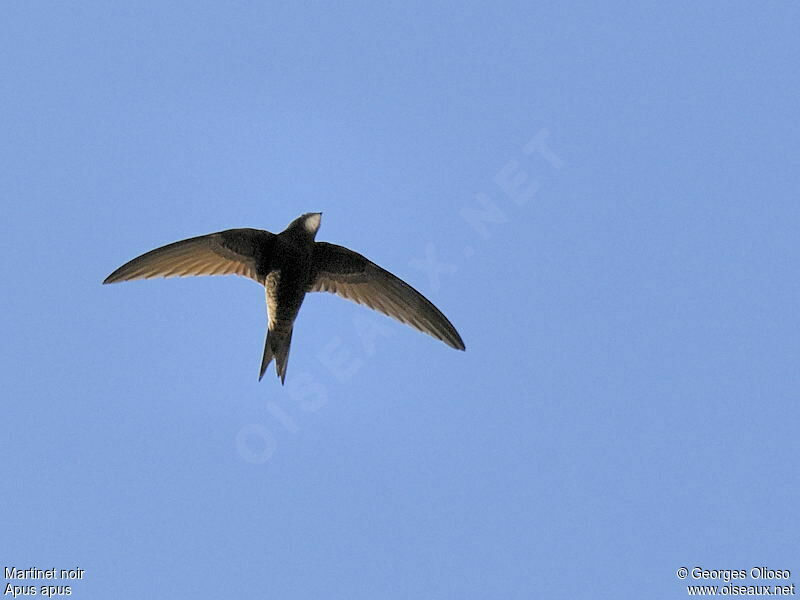 Common Swift