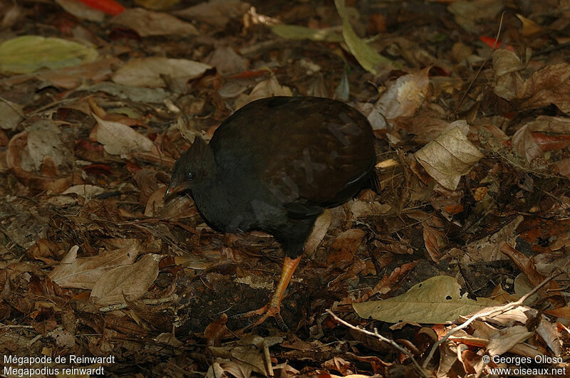 Orange-footed Scrubfowladult breeding