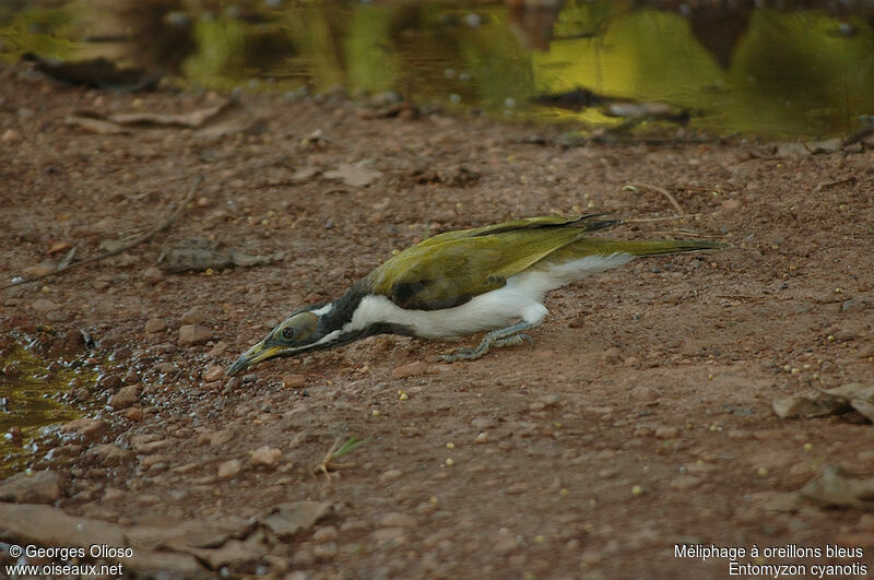 Blue-faced Honeyeateradult