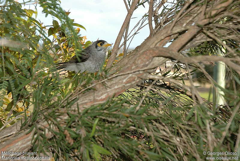 Noisy Miner