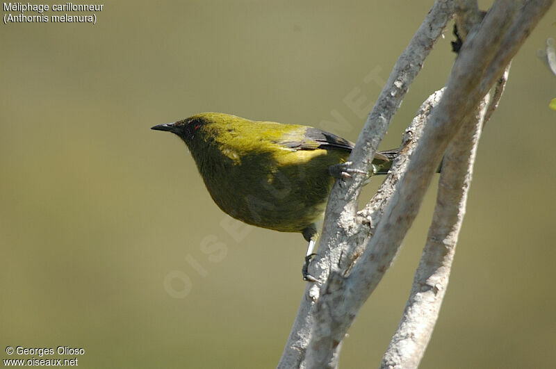 New Zealand Bellbird