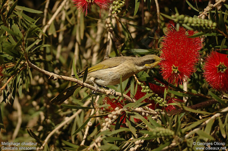 Singing Honeyeater