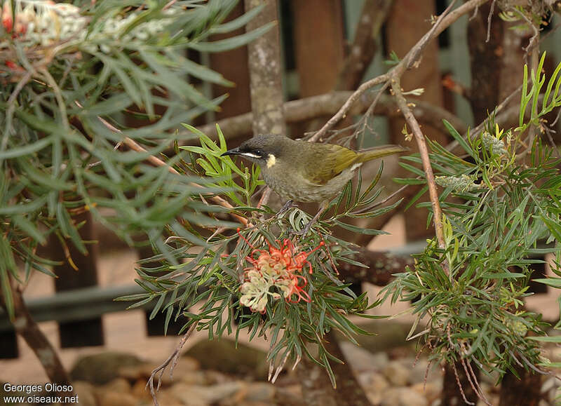 Lewin's Honeyeateradult breeding, eats