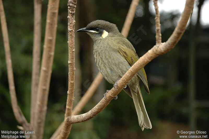 Lewin's Honeyeateradult breeding