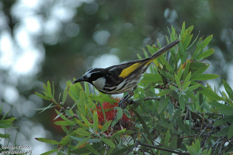 White-cheeked Honeyeateradult breeding