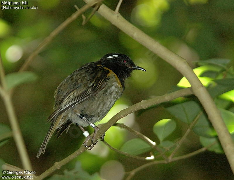 Stitchbird