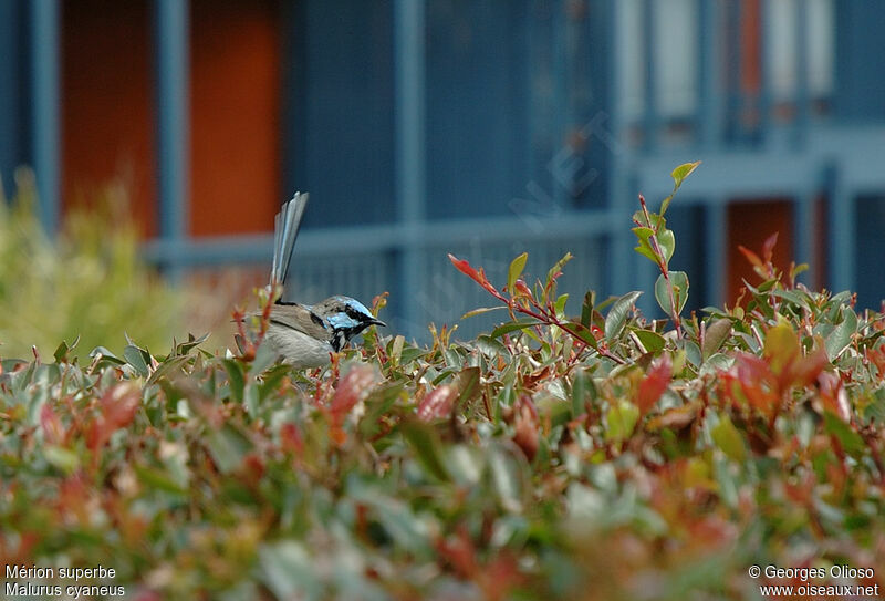 Superb Fairywren male adult breeding