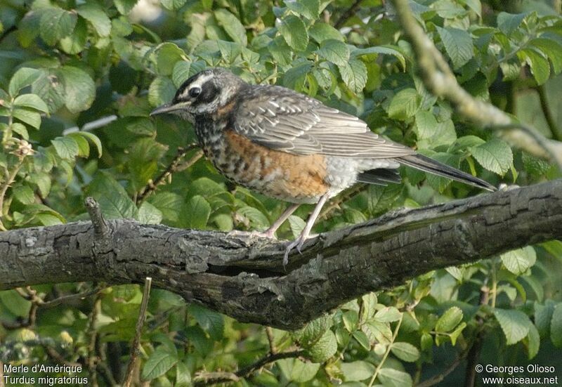 American RobinFirst year, identification