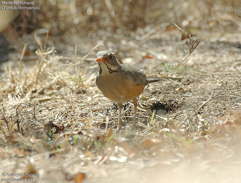 Kurrichane Thrush