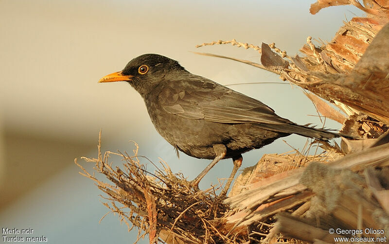 Common Blackbird female adult