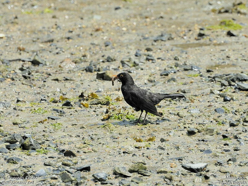 Common Blackbird male adult breeding