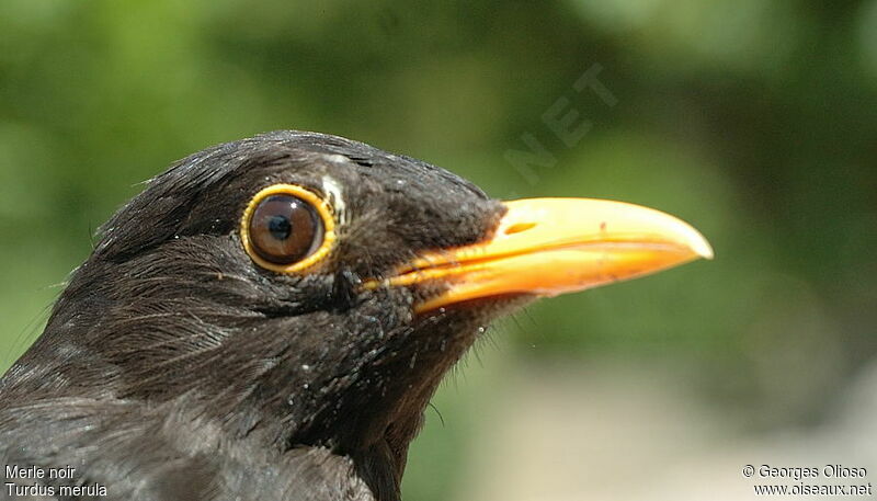 Common Blackbird male adult breeding, identification