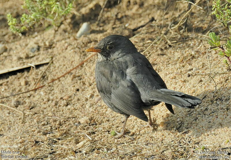 Merle noir mâle, identification