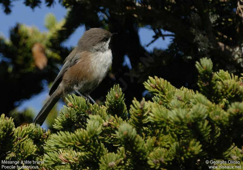 Boreal Chickadee, identification